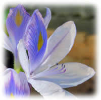 Water Hyacinth