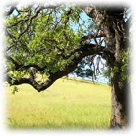 Old Oak Tree