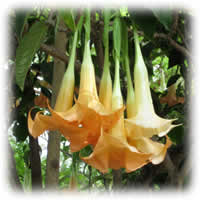 Angel's Trumpet